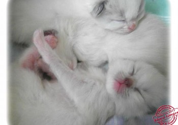 chatons 14j - Chatterie Ragdolls du Val de Beauvoir